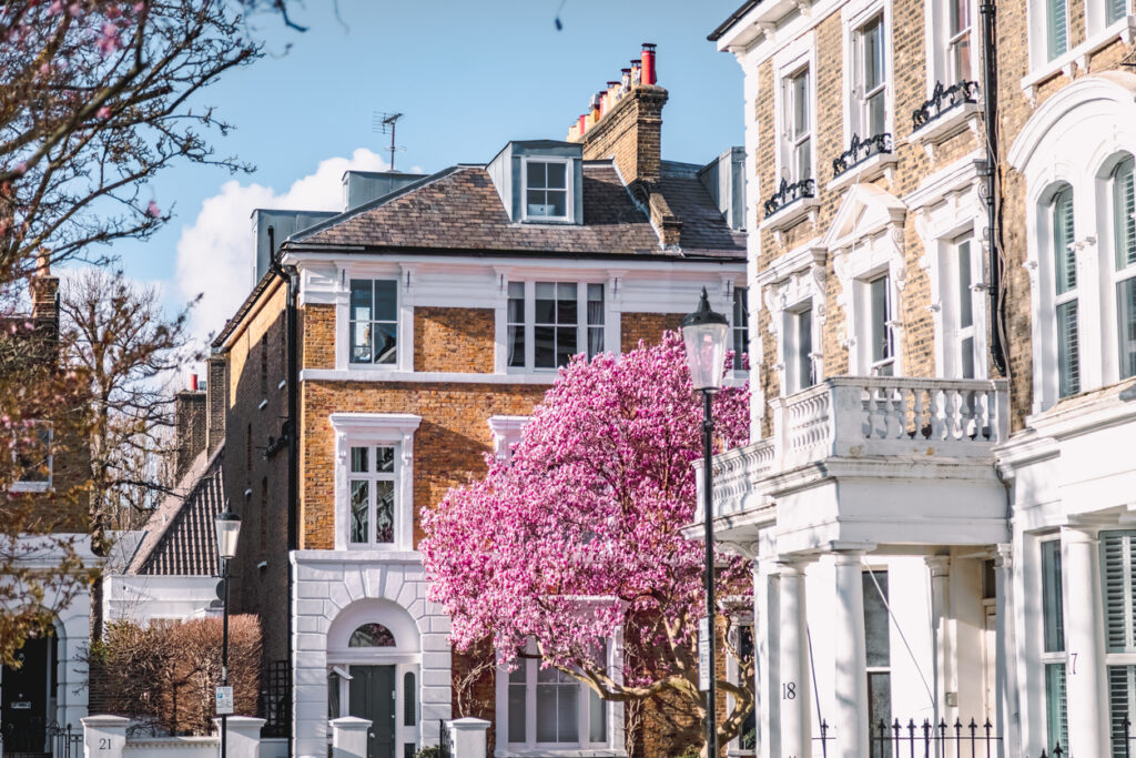 Spring view of Chelsea London with magnolia blossom and classic period buildings